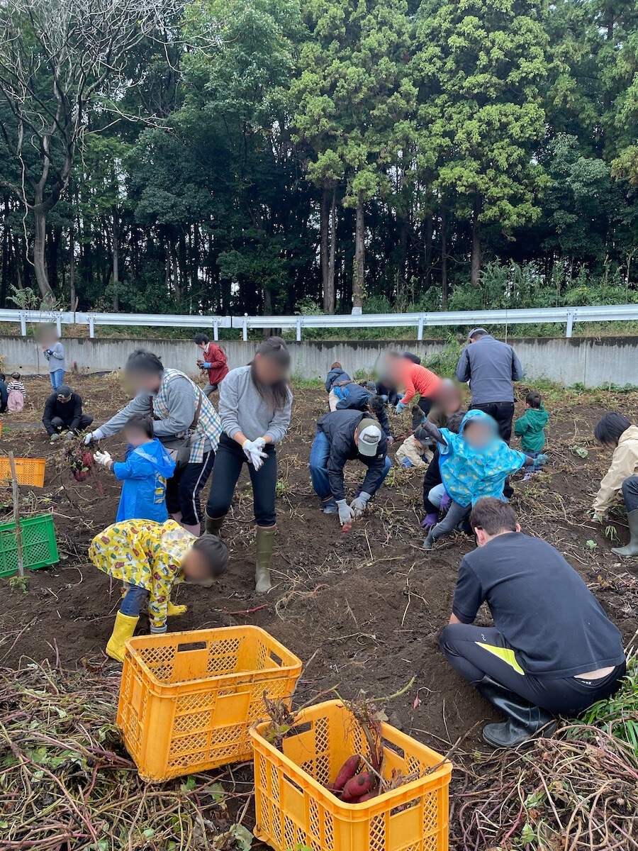 さつまいもを掘る参加者の様子